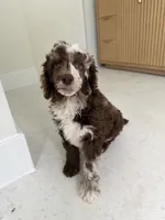 Finch, a male Poodle - Miniature  for sale in San Antonio, FL – 1 of 6