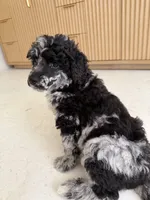 Raven , a female Poodle - Miniature  for sale in San Antonio, FL – 6 of 6
