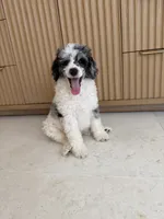 Goose, a male Poodle - Miniature  for sale in San Antonio, FL – 3 of 6