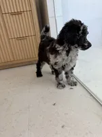 Raven , a female Poodle - Miniature  for sale in San Antonio, FL – 4 of 6