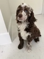 Finch, a male Poodle - Miniature  for sale in San Antonio, FL – 4 of 6