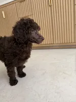 Robin , a female Poodle - Miniature  for sale in San Antonio, FL – 3 of 5