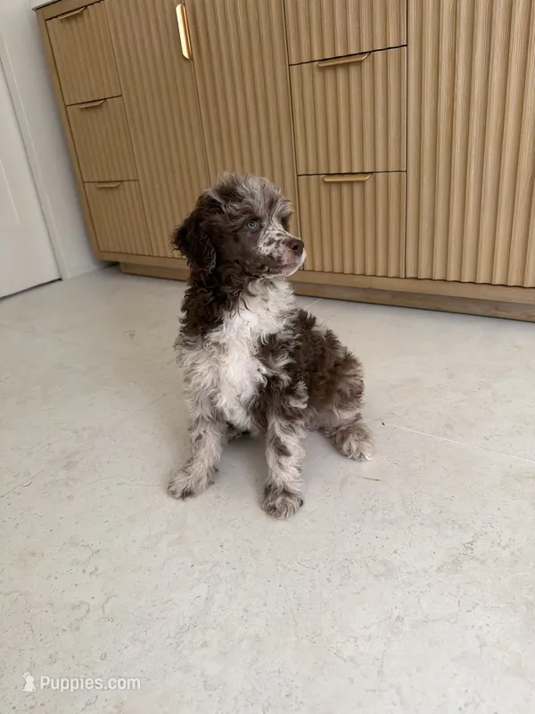 Starling  – Poodle - Miniature  puppy for sale in San Antonio, FL