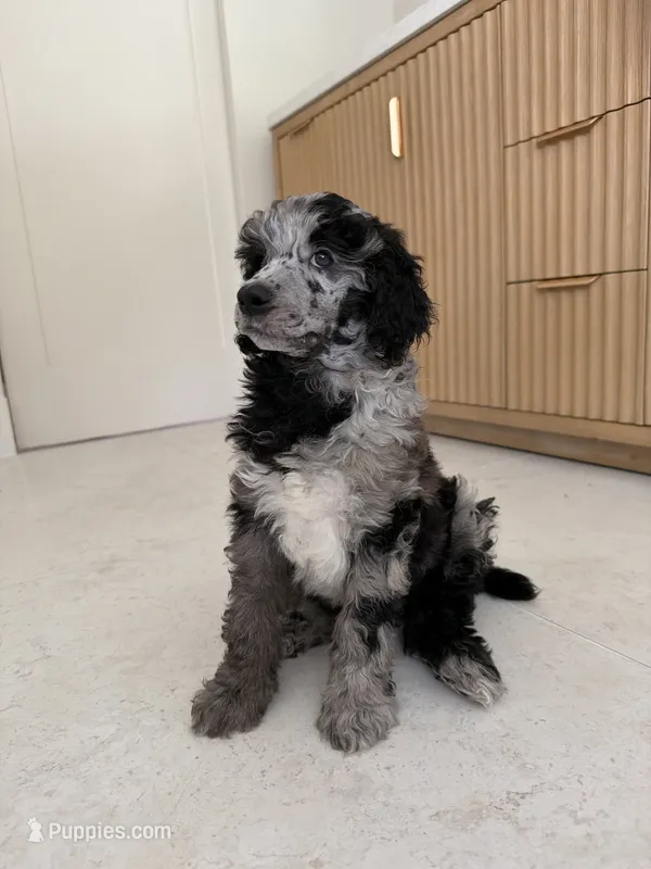 Blue Jay  – Poodle - Miniature  puppy for sale in San Antonio, FL