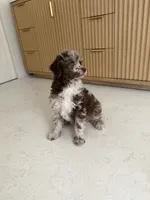 Starling , a female Poodle - Miniature  for sale in San Antonio, FL – 5 of 5