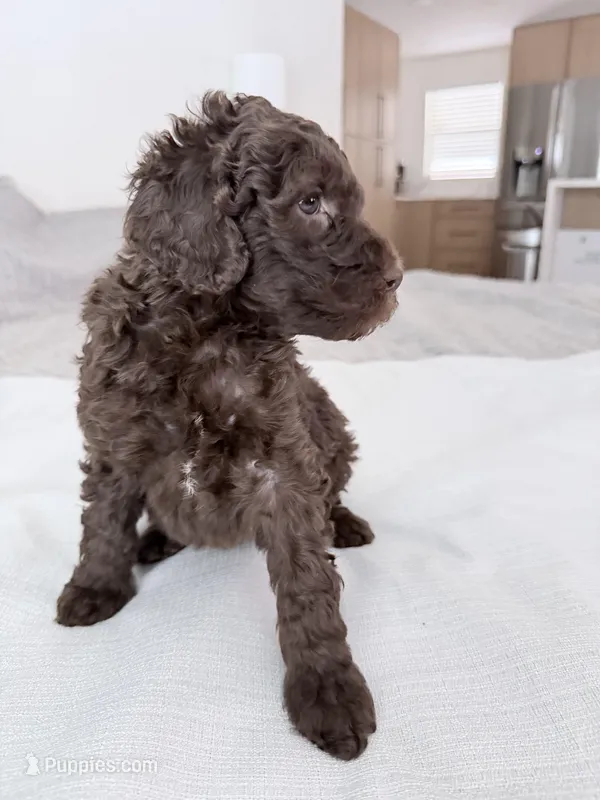 Robin  – Poodle - Miniature  puppy for sale in San Antonio, FL