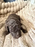 Robin , a female Poodle - Miniature  for sale in San Antonio, FL – Photo 5 of 6