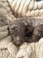 Robin , a female Poodle - Miniature  for sale in San Antonio, FL – Photo 4 of 6