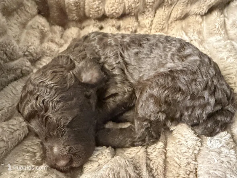 Robin  – Poodle - Miniature  puppy for sale in San Antonio, FL
