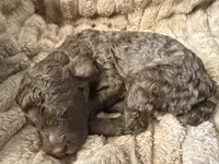 Robin , a female Poodle - Miniature  for sale in San Antonio, FL – Photo 1 of 6