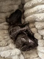 Robin , a female Poodle - Miniature  for sale in San Antonio, FL – Photo 6 of 6