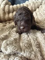 Robin , a female Poodle - Miniature  for sale in San Antonio, FL – Photo 3 of 6