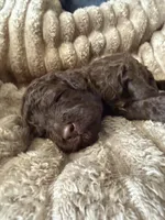 Robin , a female Poodle - Miniature  for sale in San Antonio, FL – Photo 2 of 6