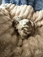 Starling , a female Poodle - Miniature  for sale in San Antonio, FL – Photo 3 of 9