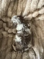 Starling , a female Poodle - Miniature  for sale in San Antonio, FL – Photo 7 of 9