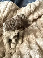 Starling , a female Poodle - Miniature  for sale in San Antonio, FL – Photo 6 of 9