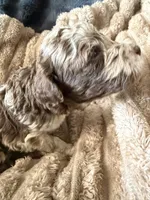 Starling , a female Poodle - Miniature  for sale in San Antonio, FL – Photo 8 of 9