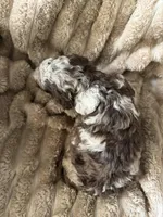 Starling , a female Poodle - Miniature  for sale in San Antonio, FL – Photo 9 of 9