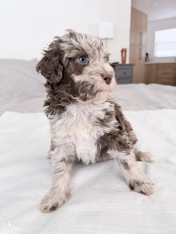 Starling  – Poodle - Miniature  puppy for sale in San Antonio, FL