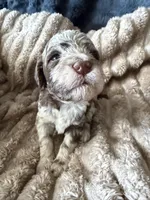 Starling , a female Poodle - Miniature  for sale in San Antonio, FL – Photo 1 of 9