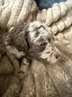 Starling , a female Poodle - Miniature  for sale in San Antonio, FL – Photo 2 of 9