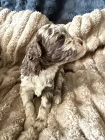 Starling , a female Poodle - Miniature  for sale in San Antonio, FL – Photo 5 of 9