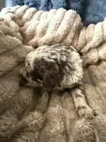 Starling , a female Poodle - Miniature  for sale in San Antonio, FL – Photo 4 of 9