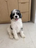 Goose, a male Poodle - Miniature  for sale in San Antonio, FL – 4 of 6