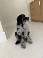 Raven , a female Poodle - Miniature  for sale in San Antonio, FL – 2 of 6
