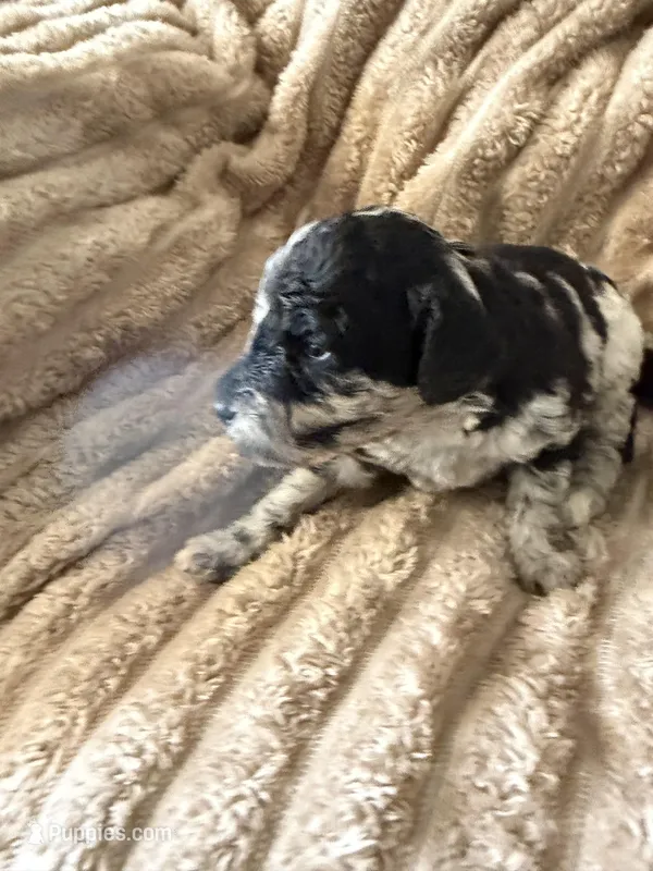 Raven  – Poodle - Miniature  puppy for sale in San Antonio, FL