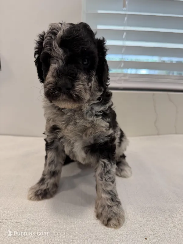 Raven  – Poodle - Miniature  puppy for sale in San Antonio, FL