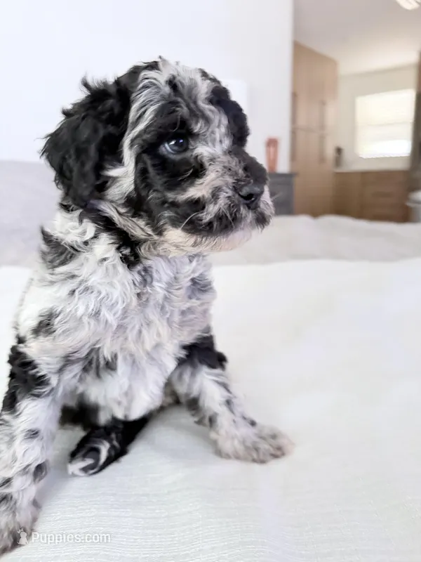 Raven  – Poodle - Miniature  puppy for sale in San Antonio, FL