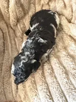 Raven , a female Poodle - Miniature  for sale in San Antonio, FL – Photo 4 of 7