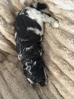 Raven , a female Poodle - Miniature  for sale in San Antonio, FL – Photo 7 of 7