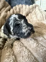 Raven , a female Poodle - Miniature  for sale in San Antonio, FL – Photo 2 of 7