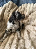 Raven , a female Poodle - Miniature  for sale in San Antonio, FL – Photo 6 of 7