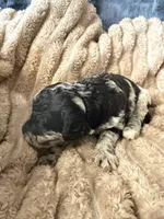 Raven , a female Poodle - Miniature  for sale in San Antonio, FL – Photo 5 of 7