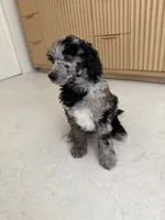 Blue Jay , a male Poodle - Miniature  for sale in San Antonio, FL – 3 of 6