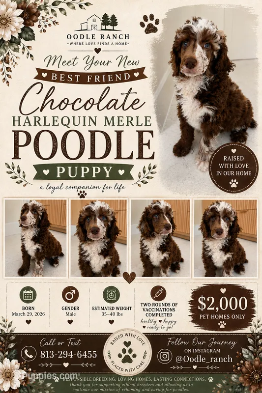 Finch – Poodle - Miniature  puppy for sale in San Antonio, FL