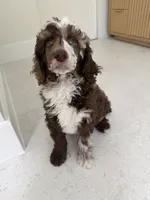 Finch, a male Poodle - Miniature  for sale in San Antonio, FL – 5 of 6
