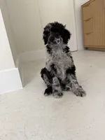 Raven , a female Poodle - Miniature  for sale in San Antonio, FL – 3 of 6