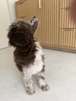 Starling , a female Poodle - Miniature  for sale in San Antonio, FL – 3 of 5