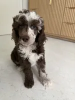 Finch, a male Poodle - Miniature  for sale in San Antonio, FL – 2 of 6