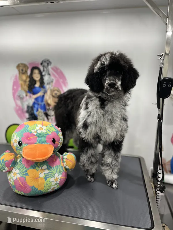 Raven – Poodle - Miniature , Poodle - Standard  puppy for sale in San Antonio, FL