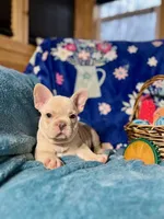 ASH, a male French Bulldog for sale in East Peoria, IL – Photo 4 of 4