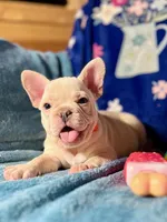 ASH, a male French Bulldog for sale in East Peoria, IL – Photo 2 of 4