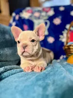 ASH, a male French Bulldog for sale in East Peoria, IL – Photo 3 of 4
