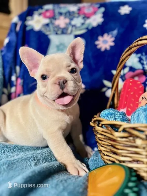 ASH, a male French Bulldog for sale in East Peoria, IL – Photo 1 of 4