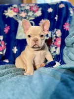 RIVER, a male French Bulldog for sale in East Peoria, IL – Photo 6 of 6