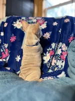 RIVER, a male French Bulldog for sale in East Peoria, IL – Photo 2 of 6